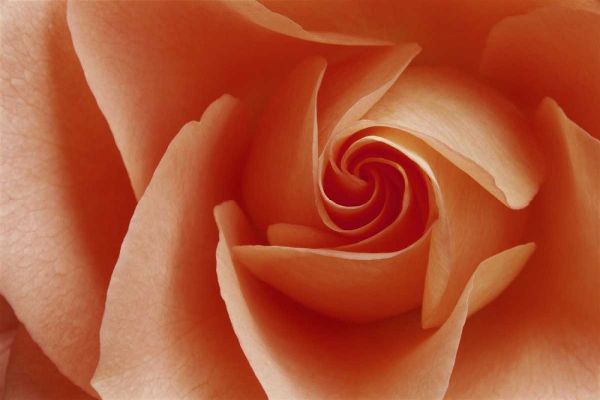 USA, Colorado, Lafayette Peach rose close-up